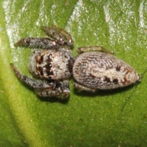 Opisthoncus grassator at Melba, ACT - 24 Aug 2019 03:20 PM