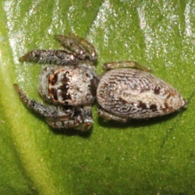 Opisthoncus grassator (Jumping spider) at Melba, ACT - 24 Aug 2019 by PeteWoodall