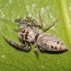 Opisthoncus grassator at Melba, ACT - 24 Aug 2019 03:20 PM