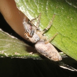 Opisthoncus grassator at Melba, ACT - 24 Aug 2019 03:20 PM