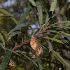 Lomatia myricoides (River Lomatia) at Paddys River, ACT - 24 Aug 2019 by PeteWoodall