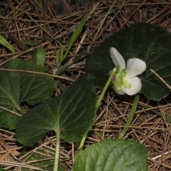 Viola odorata (Sweet Violet, Common Violet) at Paddys River, ACT - 24 Aug 2019 by PeteWoodall