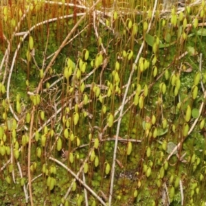 Bryaceae (family) at Paddys River, ACT - 24 Aug 2019