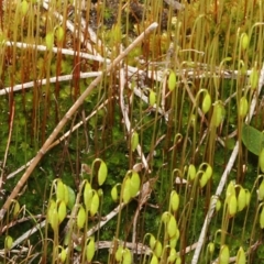 Bryaceae (family) at Paddys River, ACT - 24 Aug 2019