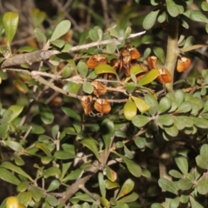 Bursaria spinosa at Paddys River, ACT - 24 Aug 2019