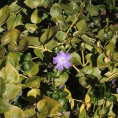 Vinca major (Blue Periwinkle) at Paddys River, ACT - 24 Aug 2019 by PeteWoodall