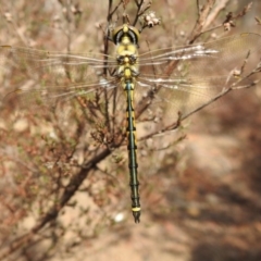 Hemicordulia tau (Tau Emerald) at Berrima - 28 Jan 2020 by GlossyGal