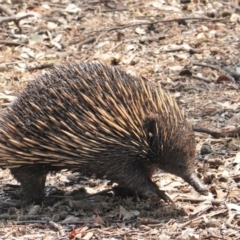 Tachyglossus aculeatus (Short-beaked Echidna) at Red Hill Nature Reserve - 29 Jan 2020 by JackyF