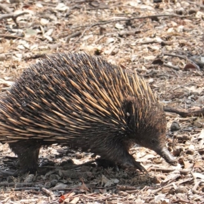 Tachyglossus aculeatus (Short-beaked Echidna) at Red Hill Nature Reserve - 29 Jan 2020 by JackyF