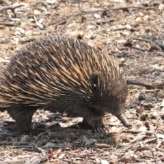 Tachyglossus aculeatus at Deakin, ACT - 29 Jan 2020 12:31 PM