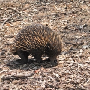 Tachyglossus aculeatus at Deakin, ACT - 29 Jan 2020 12:31 PM