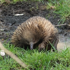 Tachyglossus aculeatus at Deakin, ACT - 29 Jan 2020 12:30 PM