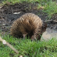 Tachyglossus aculeatus at Deakin, ACT - 29 Jan 2020 12:30 PM