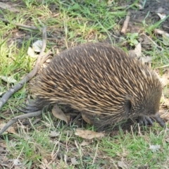 Tachyglossus aculeatus at Deakin, ACT - 29 Jan 2020 12:30 PM