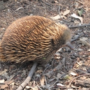 Tachyglossus aculeatus at Deakin, ACT - 29 Jan 2020 12:30 PM