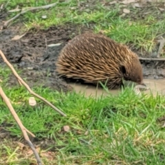 Tachyglossus aculeatus at Deakin, ACT - 29 Jan 2020 12:30 PM
