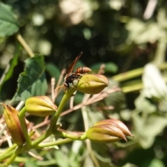 Polistes (Polistella) humilis (Common Paper Wasp) at Hughes, ACT - 28 Jan 2020 by JackyF