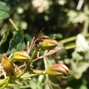 Polistes (Polistella) humilis at Hughes, ACT - 29 Jan 2020