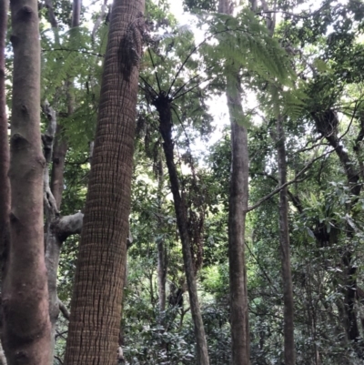 Cyathea cooperi (Straw Treefern) at Wattamolla, NSW - 23 Jan 2020 by WattaWanderer