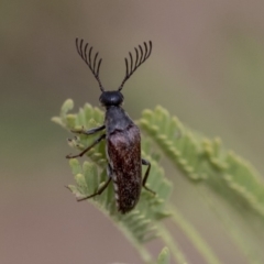 Euctenia sp. (genus) (Wedge-shaped beetle) at Dunlop, ACT - 22 Jan 2020 by AlisonMilton