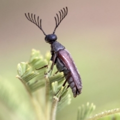 Euctenia sp. (genus) at Dunlop, ACT - 23 Jan 2020