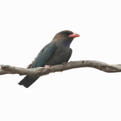 Eurystomus orientalis (Dollarbird) at The Pinnacle - 23 Jan 2020 by AlisonMilton