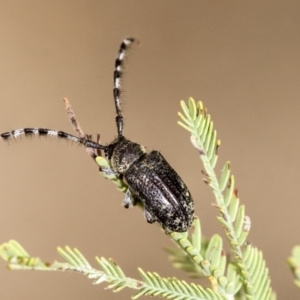 Ancita sp. (genus) at Dunlop, ACT - 23 Jan 2020