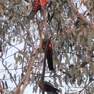 Alisterus scapularis at Hughes, ACT - 29 Jan 2020