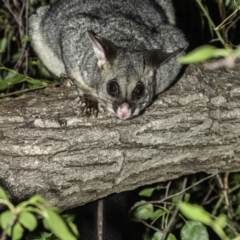 Trichosurus vulpecula at Hughes, ACT - 13 Dec 2019 09:32 PM