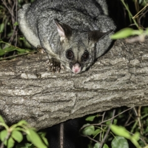 Trichosurus vulpecula at Hughes, ACT - 13 Dec 2019