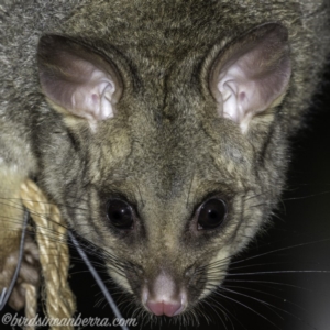 Trichosurus vulpecula at Hughes, ACT - 13 Dec 2019 09:32 PM