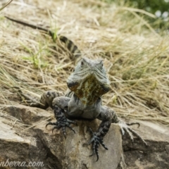 Intellagama lesueurii howittii (Gippsland Water Dragon) at Acton, ACT - 13 Dec 2019 by BIrdsinCanberra