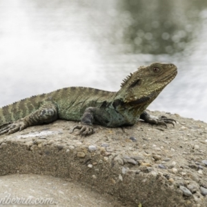 Intellagama lesueurii howittii at Acton, ACT - 13 Dec 2019 05:20 PM