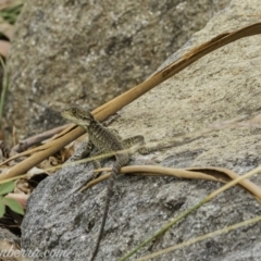 Intellagama lesueurii howittii at Acton, ACT - 13 Dec 2019 05:20 PM