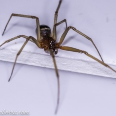 Steatoda grossa (Cupboard or Brown house spider) at Hughes, ACT - 11 Dec 2019 by JonSteinbeck