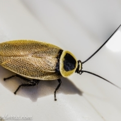 Ellipsidion australe (Austral Ellipsidion cockroach) at Hughes, ACT - 11 Dec 2019 by BIrdsinCanberra