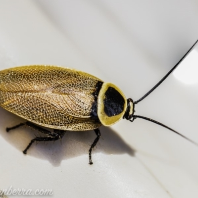 Ellipsidion australe (Austral Ellipsidion cockroach) at Hughes, ACT - 12 Dec 2019 by JonSteinbeck