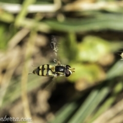Simosyrphus grandicornis (Common hover fly) at Acton, ACT - 14 Dec 2019 by JonSteinbeck