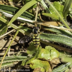 Simosyrphus grandicornis at Acton, ACT - 14 Dec 2019