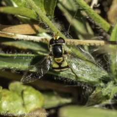 Simosyrphus grandicornis at Acton, ACT - 14 Dec 2019 10:34 AM