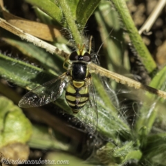 Simosyrphus grandicornis at Acton, ACT - 14 Dec 2019 10:34 AM