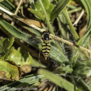 Simosyrphus grandicornis at Acton, ACT - 14 Dec 2019 10:34 AM