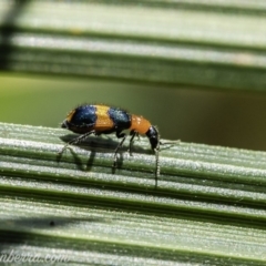 Dicranolaius bellulus (Red and Blue Pollen Beetle) at Acton, ACT - 14 Dec 2019 by JonSteinbeck