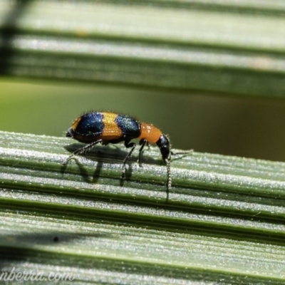 Dicranolaius bellulus (Red and Blue Pollen Beetle) at Acton, ACT - 14 Dec 2019 by JonSteinbeck