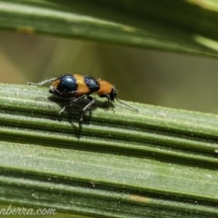 Dicranolaius bellulus at Acton, ACT - 14 Dec 2019