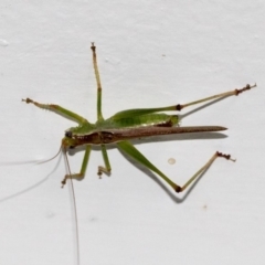 Conocephalus upoluensis (Meadow Katydid) at Higgins, ACT - 22 Jan 2020 by AlisonMilton