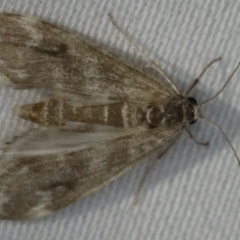 Hygraula nitens (Pond Moth) at Ulladulla - Warden Head Bushcare - 27 Jan 2020 by jb2602