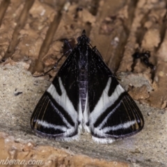 Phrataria bijugata (Bold Phrataria) at Hughes, ACT - 19 Dec 2019 by JonSteinbeck