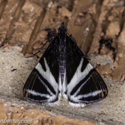 Phrataria bijugata (Bold Phrataria) at Hughes, ACT - 19 Dec 2019 by JonSteinbeck