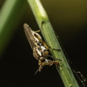 Dichetophora sp. (genus) at Acton, ACT - 9 Dec 2019